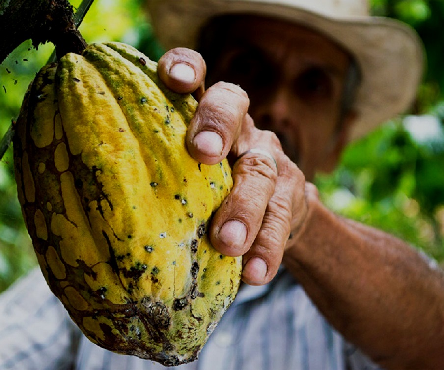 Gobierno anuncia acuerdo con empresa internacional para la producción de cacao