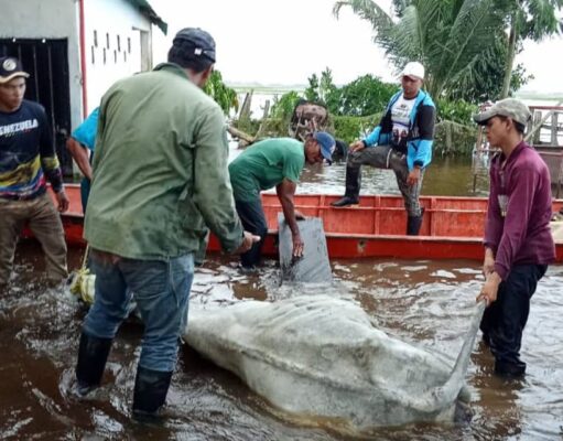 Ganaderos afirman que la producción sigue y las pérdidas por lluvias son incalculables