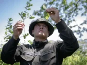 Qué significa que EE.UU. retire a Colombia la certificación en la lucha contra el narcotráfico y qué tiene que ver la tensa relación entre Trump y Petro