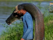 Pirarucu, el pez gigante del Amazonas usado para hacer prendas de lujo (y el reclamo de los pescadores para participar en las ganancias)