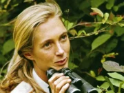 Muere Jane Goodall, la mujer que cambió nuestra comprensión de los chimpancés y de nosotros mismos
