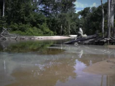 Agua Clara: Contaminación por mercurio amenaza la salud y ecosistemas venezolanos