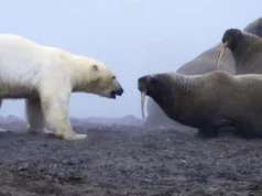 «Una auténtica batalla de titanes»: el momento en que un oso polar se enfrentó a una manada de morsas
