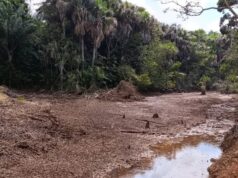 En Ciudad Piar *EMPRESA CHINA DEFORESTA MORICHALES*..Williams Rosal ·