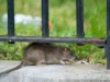 El hantavirus: todo lo que hay que saber del peligroso virus encontrado en un crucero