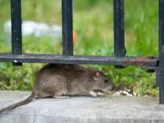 El hantavirus: todo lo que hay que saber del peligroso virus encontrado en un crucero