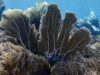 Advierten que el 80% de las costas de Anzoátegui presentan daños irreversibles por coral invasor