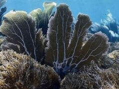 Advierten que el 80% de las costas de Anzoátegui presentan daños irreversibles por coral invasor