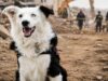 Tsunami: El perro rescatista que salvó decenas de vidas en Venezuela