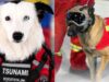Héroes caninos: Estos son los perros rescatistas que se desplegaron para buscar a víctimas de los terremotos