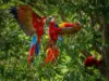 Por qué las guacamayas rojas dejan morir a sus crías y cómo una científica peruana intenta salvarlas